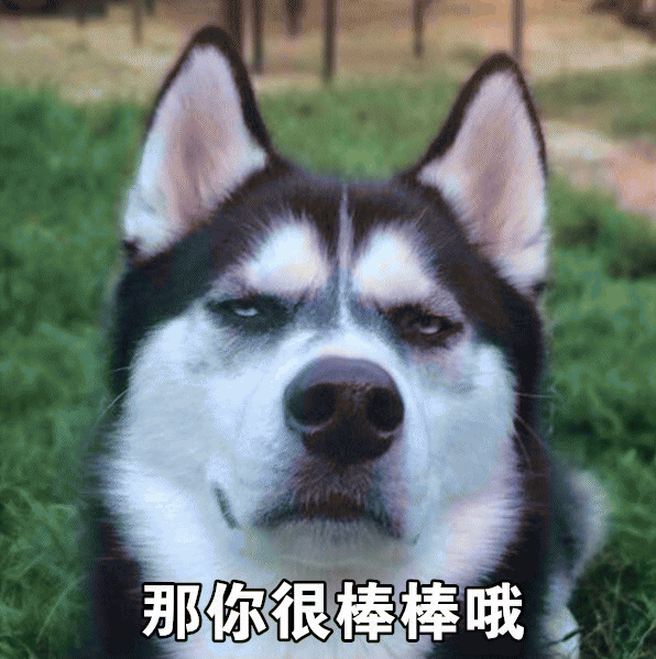 微信近期哈士奇恶搞表情包