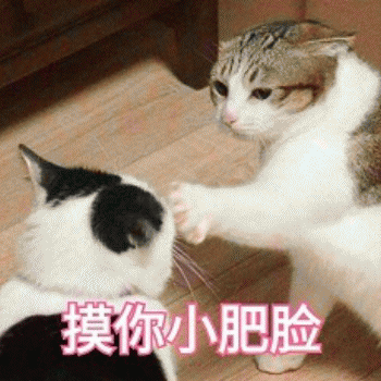 微信日常吸猫斗图表情包