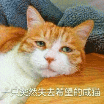 微信日常吸猫斗图表情包