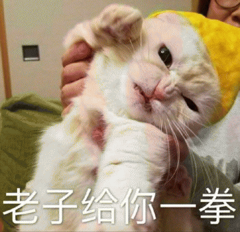 微信日常吸猫斗图表情包