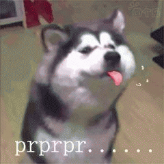 微信近期哈士奇恶搞表情包