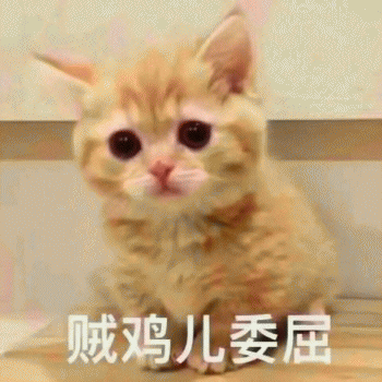 微信日常吸猫斗图表情包