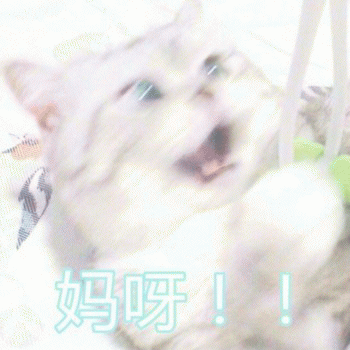 微信日常吸猫斗图表情包