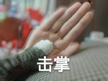 微信日常吸猫斗图表情包