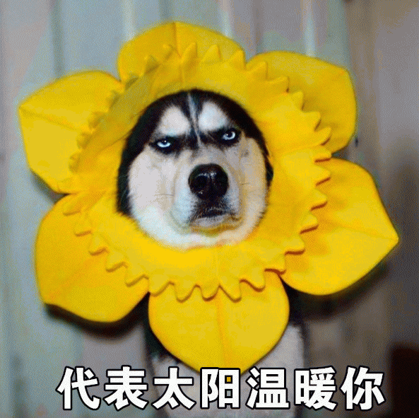 微信近期哈士奇恶搞表情包