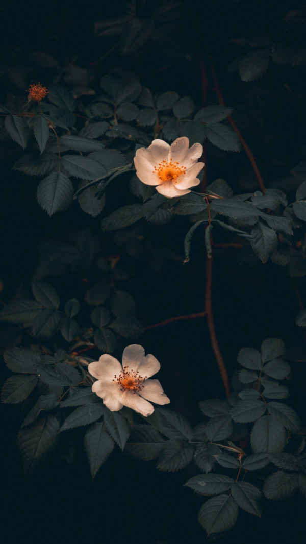 微信孤独伤感意境聊天背景