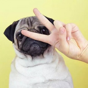 微信非主流个性汪星人头像