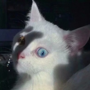 微信最新萌萌哒喵星人头像