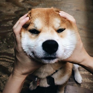 微信非主流个性汪星人头像