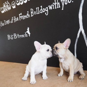 微信非主流个性汪星人头像