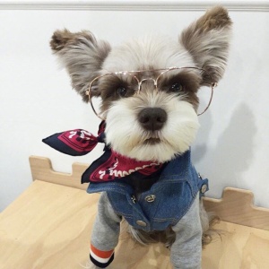 微信非主流个性汪星人头像