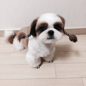 微信非主流个性汪星人头像