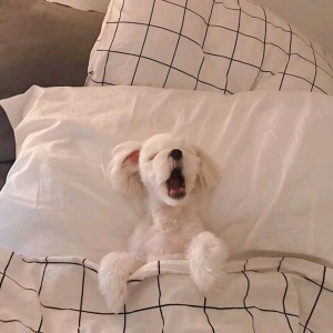 微信非主流个性汪星人头像