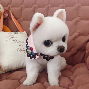 微信非主流个性汪星人头像