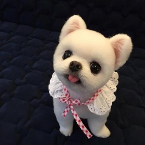 微信非主流个性汪星人头像