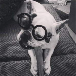 微信非主流个性汪星人头像