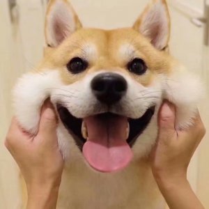 微信非主流个性汪星人头像