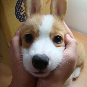 微信非主流个性汪星人头像