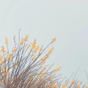 微信最新意境唯美风景静物头像