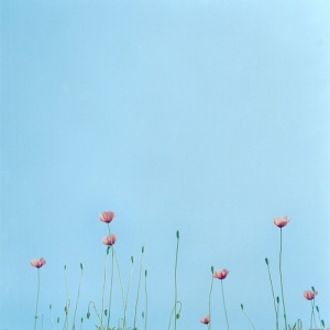 微信最新意境唯美风景静物头像