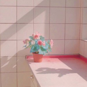 微信最新意境唯美风景静物头像