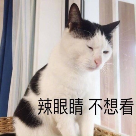 微信猫咪萌萌哒表情包
