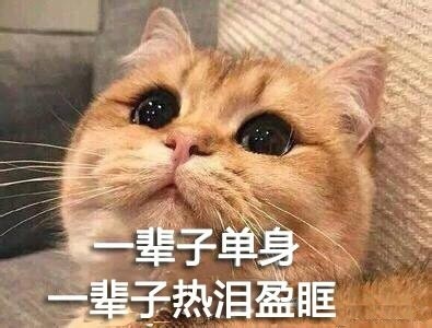 微信猫咪萌萌哒表情包