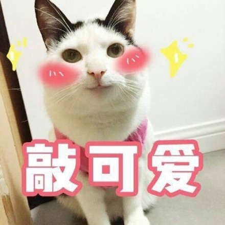 微信猫咪萌萌哒表情包