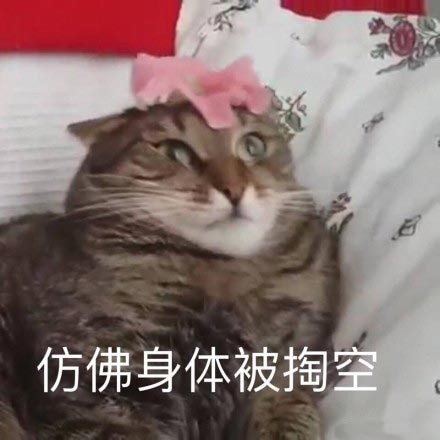 微信猫咪萌萌哒表情包