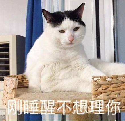 微信猫咪萌萌哒表情包
