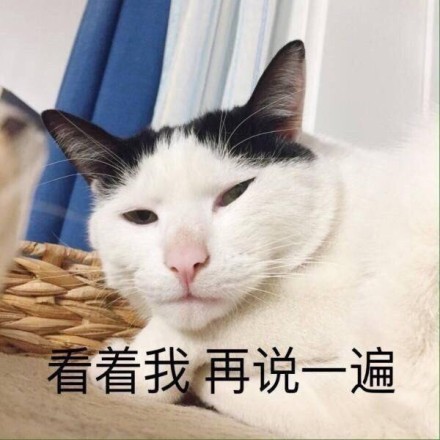 微信猫咪萌萌哒表情包