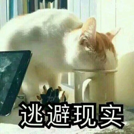 微信猫咪萌萌哒表情包
