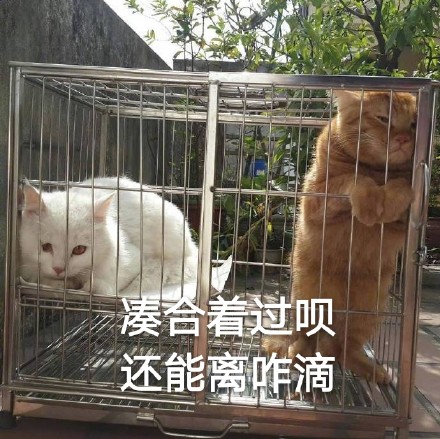 微信近期斗图表情包精选12/22（二）