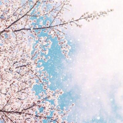 微信唯美好看樱花风景静物头像