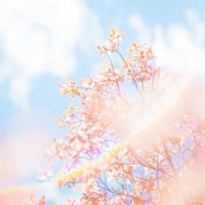 微信唯美好看樱花风景静物头像