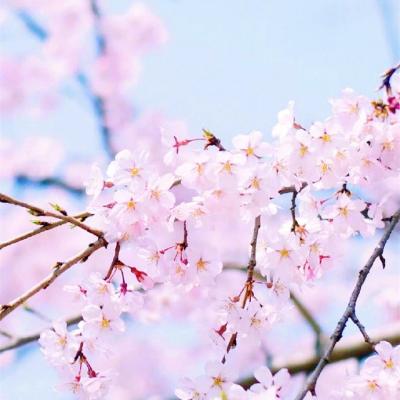 微信唯美好看樱花风景静物头像