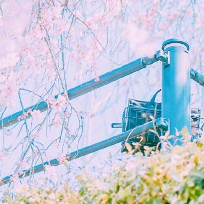 微信唯美好看樱花风景静物头像