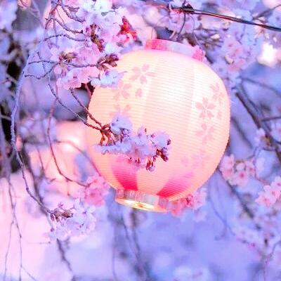 微信唯美好看樱花风景静物头像