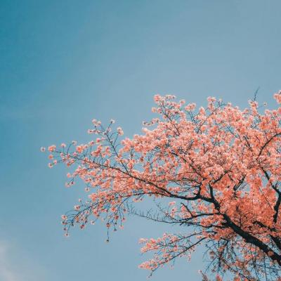 微信唯美好看樱花风景静物头像