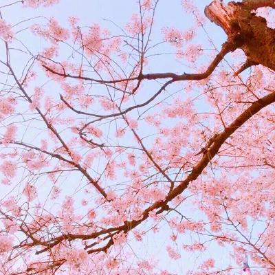 微信唯美好看樱花风景静物头像