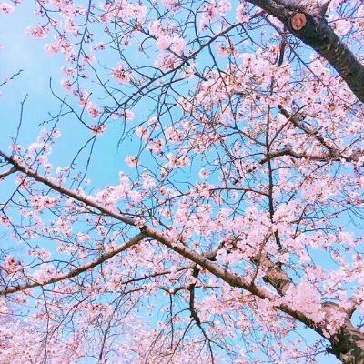 微信唯美好看樱花风景静物头像