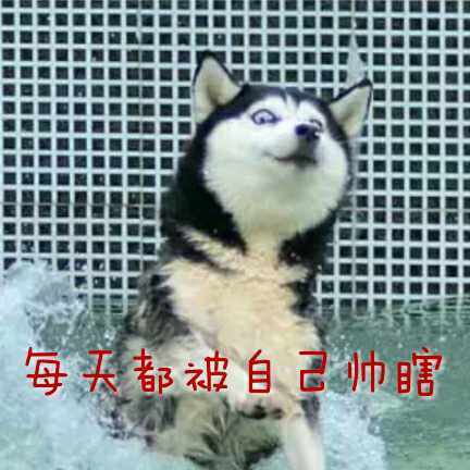 每天都被自己遇瞎微信哈士奇恶搞表情包