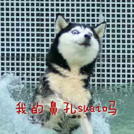 每天都被自己遇瞎微信哈士奇恶搞表情包