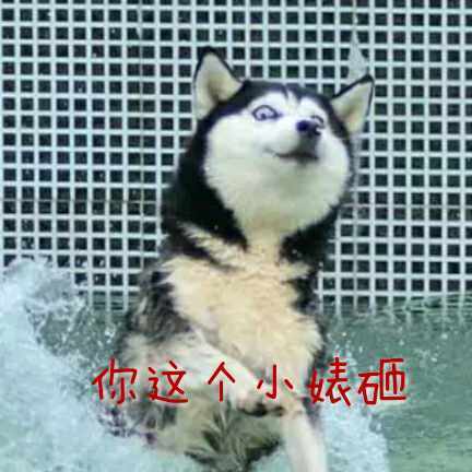 每天都被自己遇瞎微信哈士奇恶搞表情包
