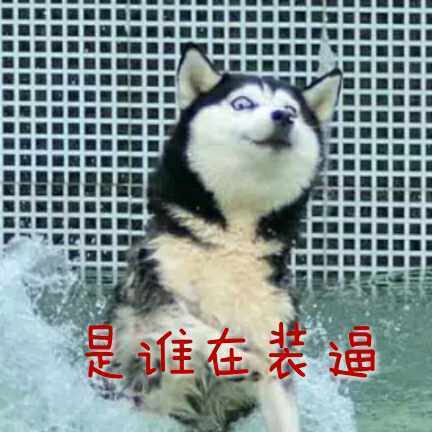 每天都被自己遇瞎微信哈士奇恶搞表情包