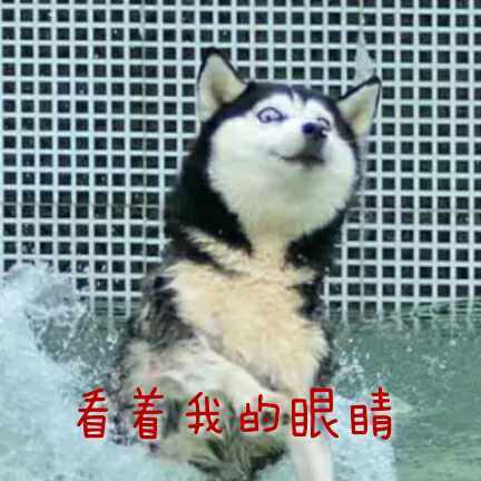 每天都被自己遇瞎微信哈士奇恶搞表情包