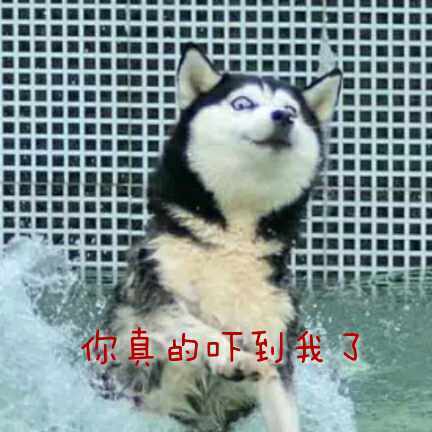 每天都被自己遇瞎微信哈士奇恶搞表情包