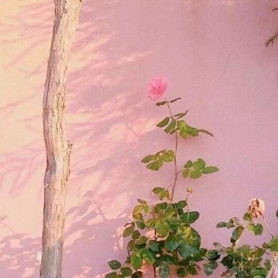 微信唯美粉嫩风景静物头像