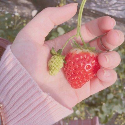 微信唯美粉嫩风景静物头像