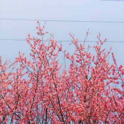 能带来好运的微信头像